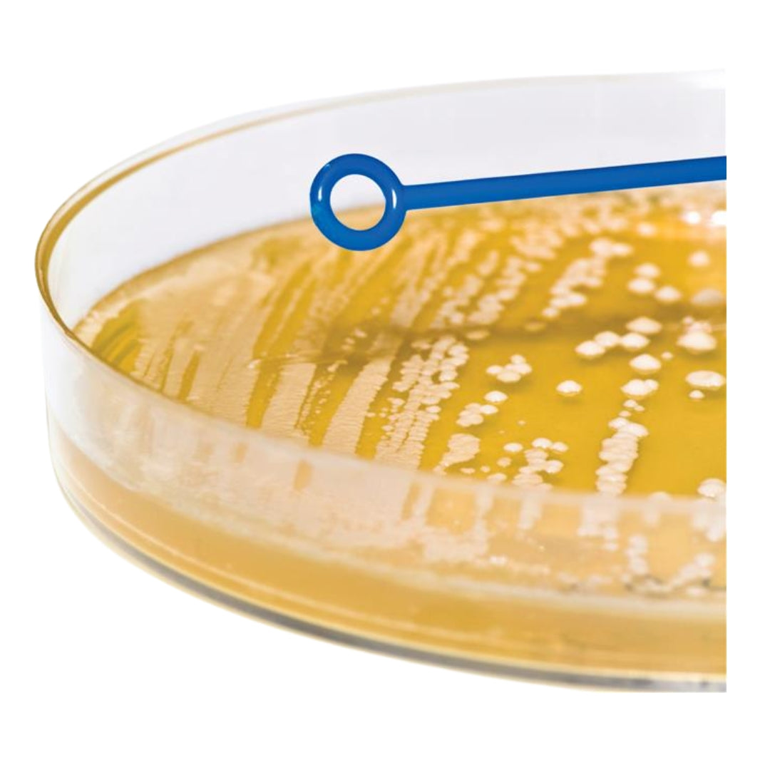 Asa de Siembra Bacteriológica